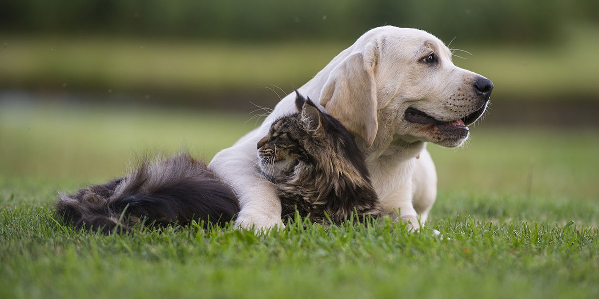 Dog and Cat in the grass near Gallatin TN