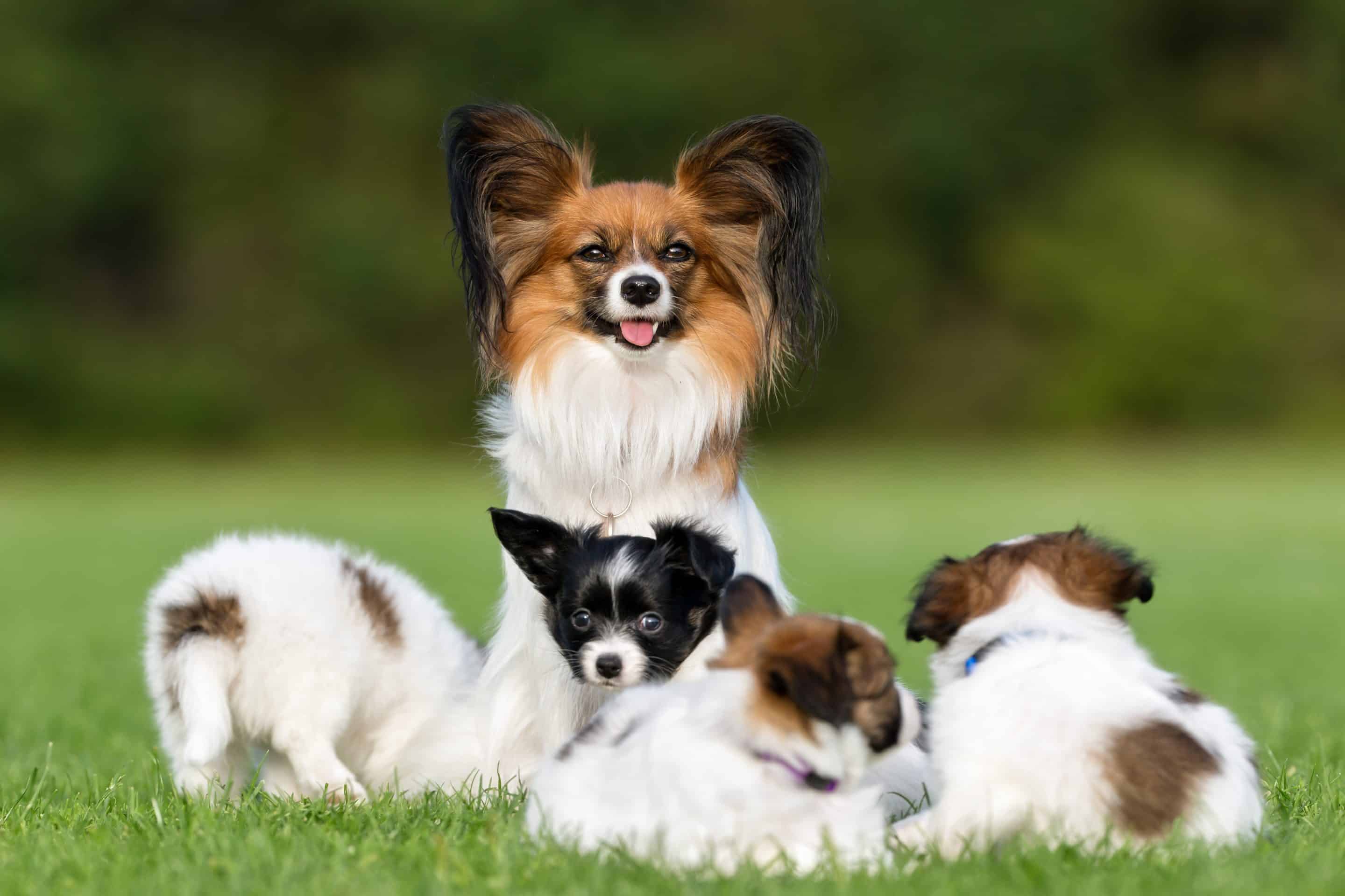 Pet Reproductive Care in Gallatin, TN