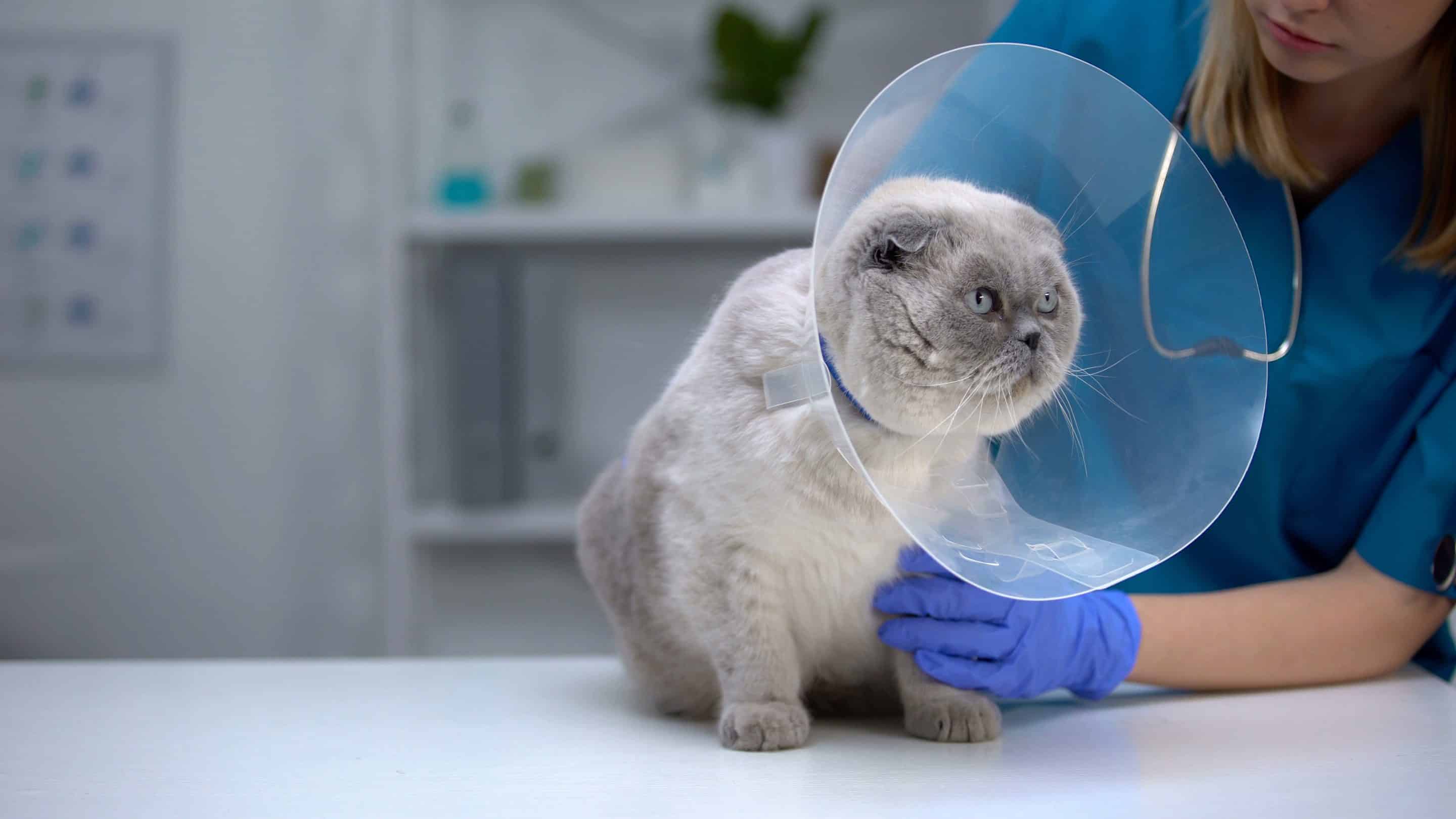 cat with cone at Bluegrass Veterinary Hospital in Gallatin, TN