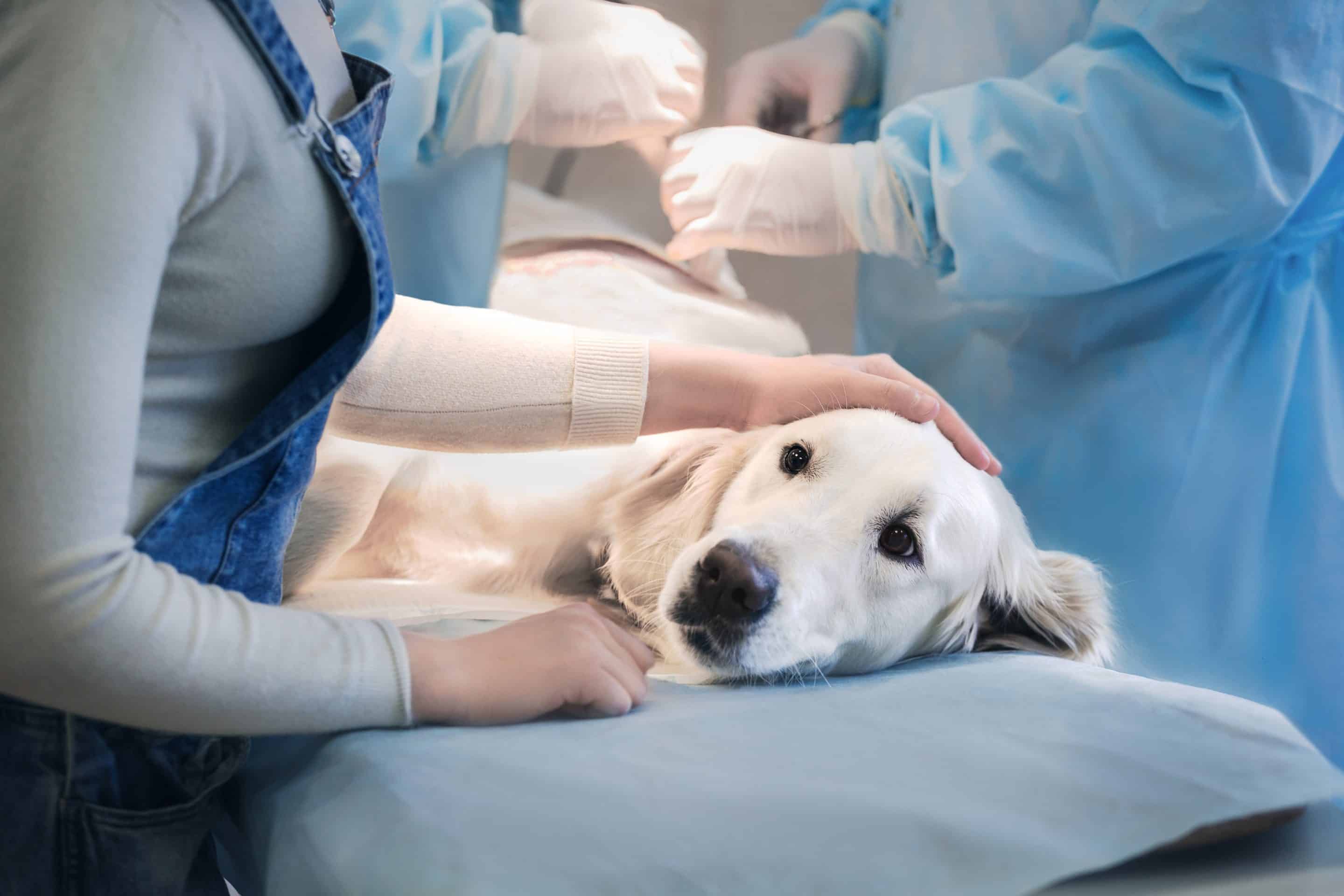 dog laying down at Bluegrass Veterinary Hospital in Gallatin, TN