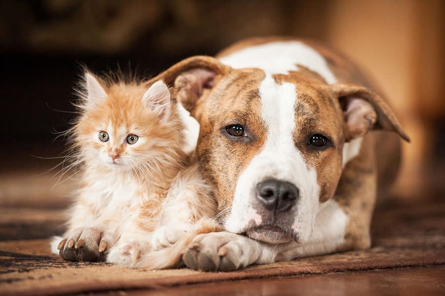 cat and dog Bluegrass Veterinary Hospital Gallatin, TX