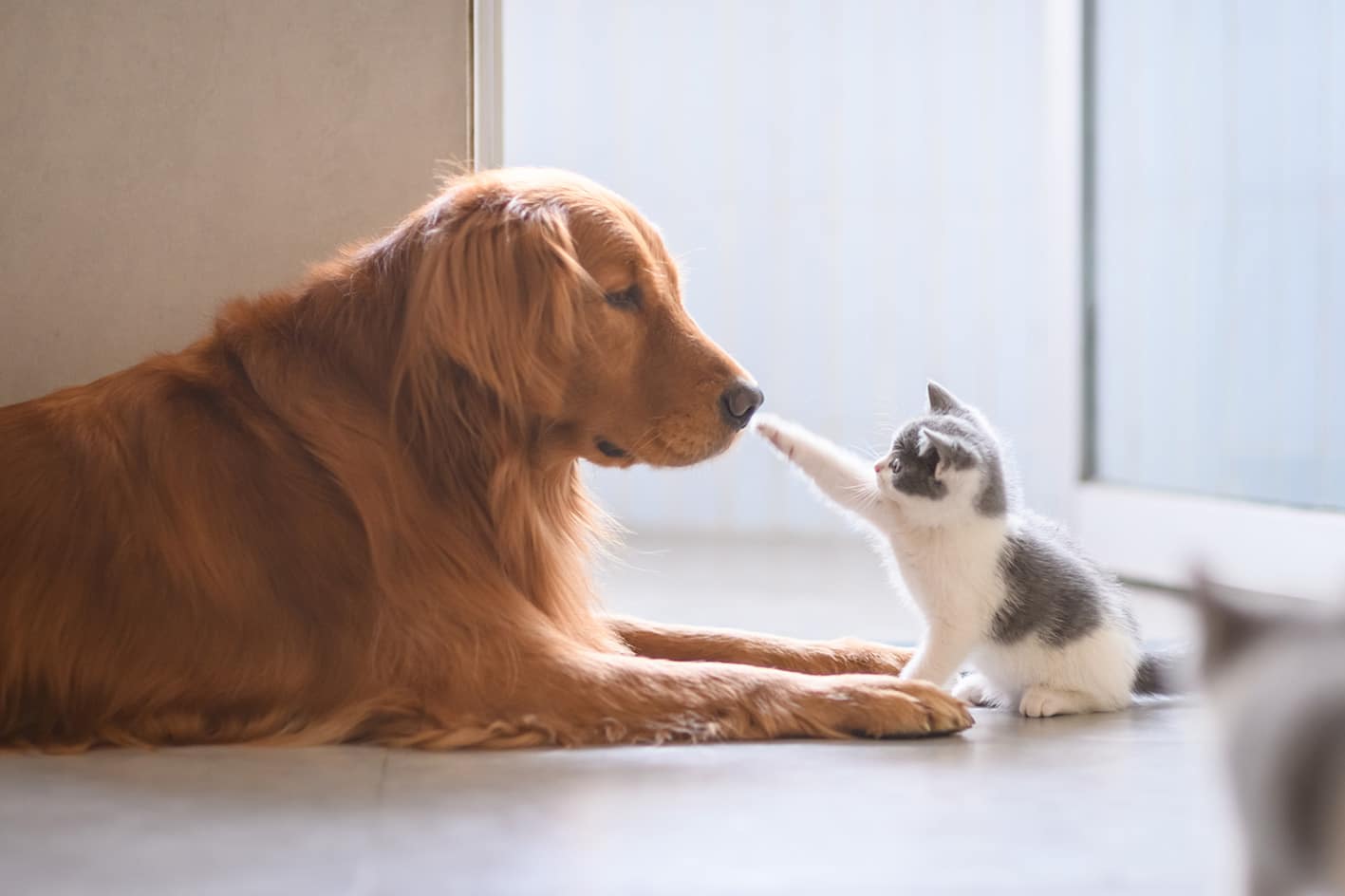 cat touching dog's nose Bluegrass Veterinary Hospital in Gallatin, TN