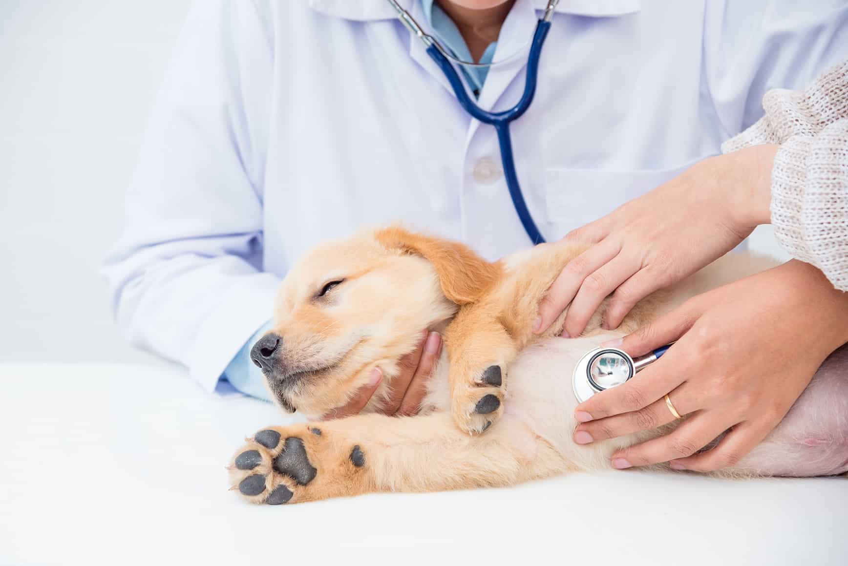 puppy exam Bluegrass Veterinary Hospital in Gallatin, TN