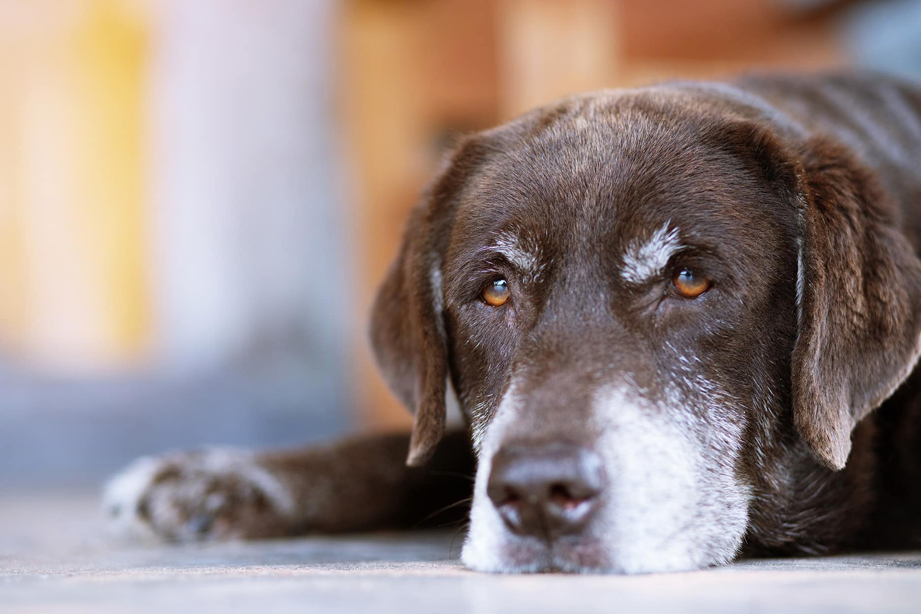 geriatric dog Bluegrass Veterinary Hospital in Gallatin, TN