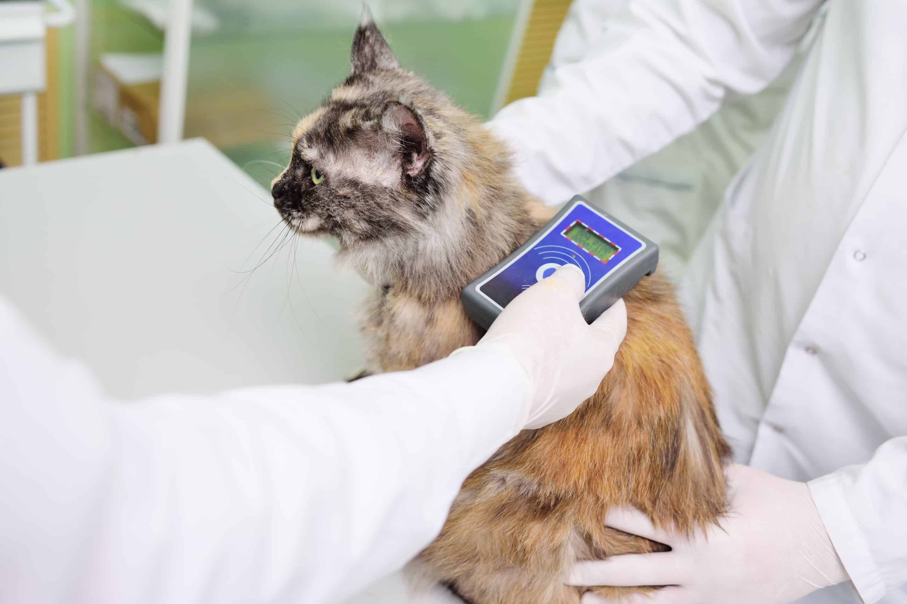 Microchip pet tracking  available at Bluegrass Veterinary Hospital in<br />
Gallatin, TN