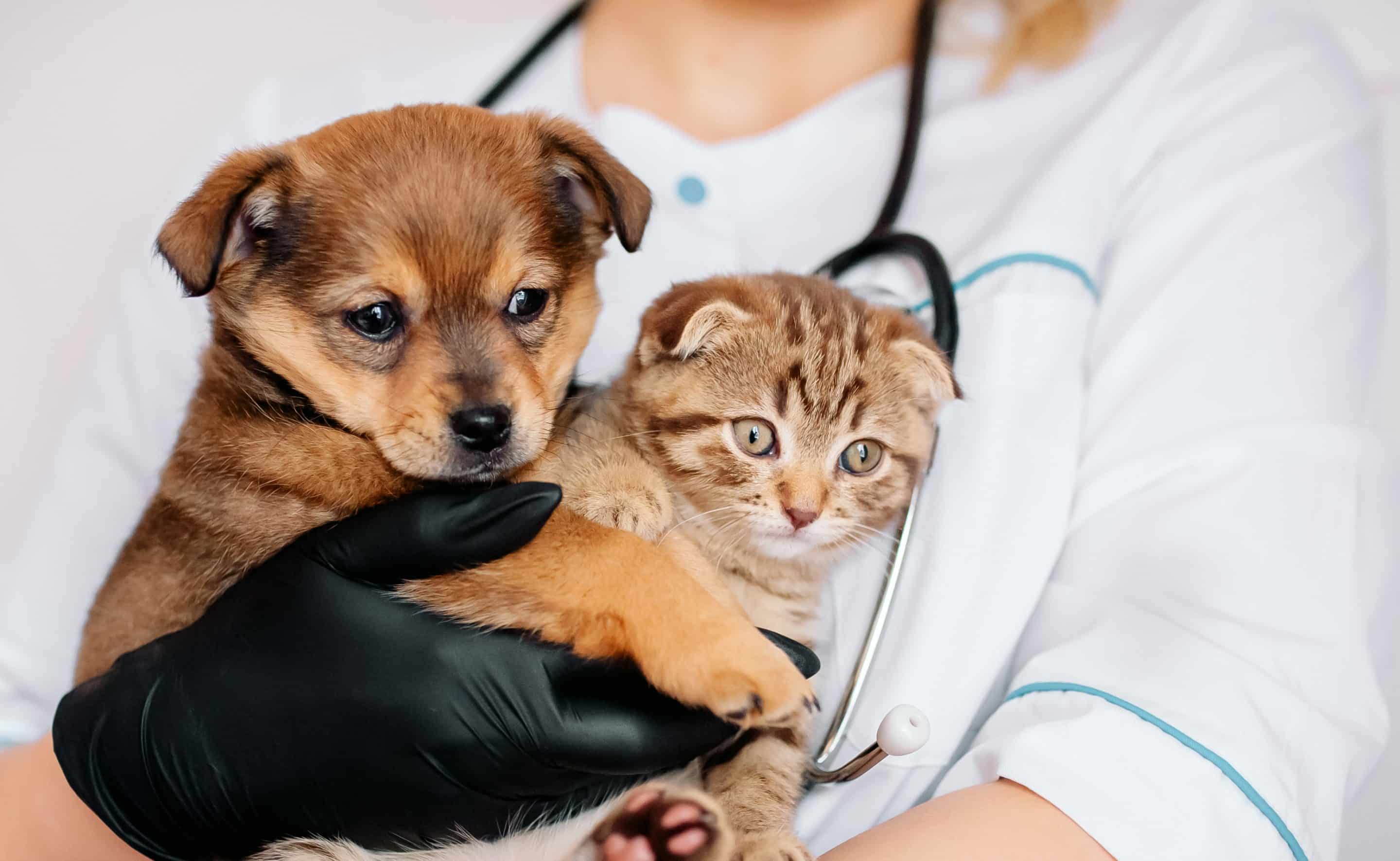 pet microchipping available at Bluegrass Veterinary Hospital in<br />
Gallatin, TN