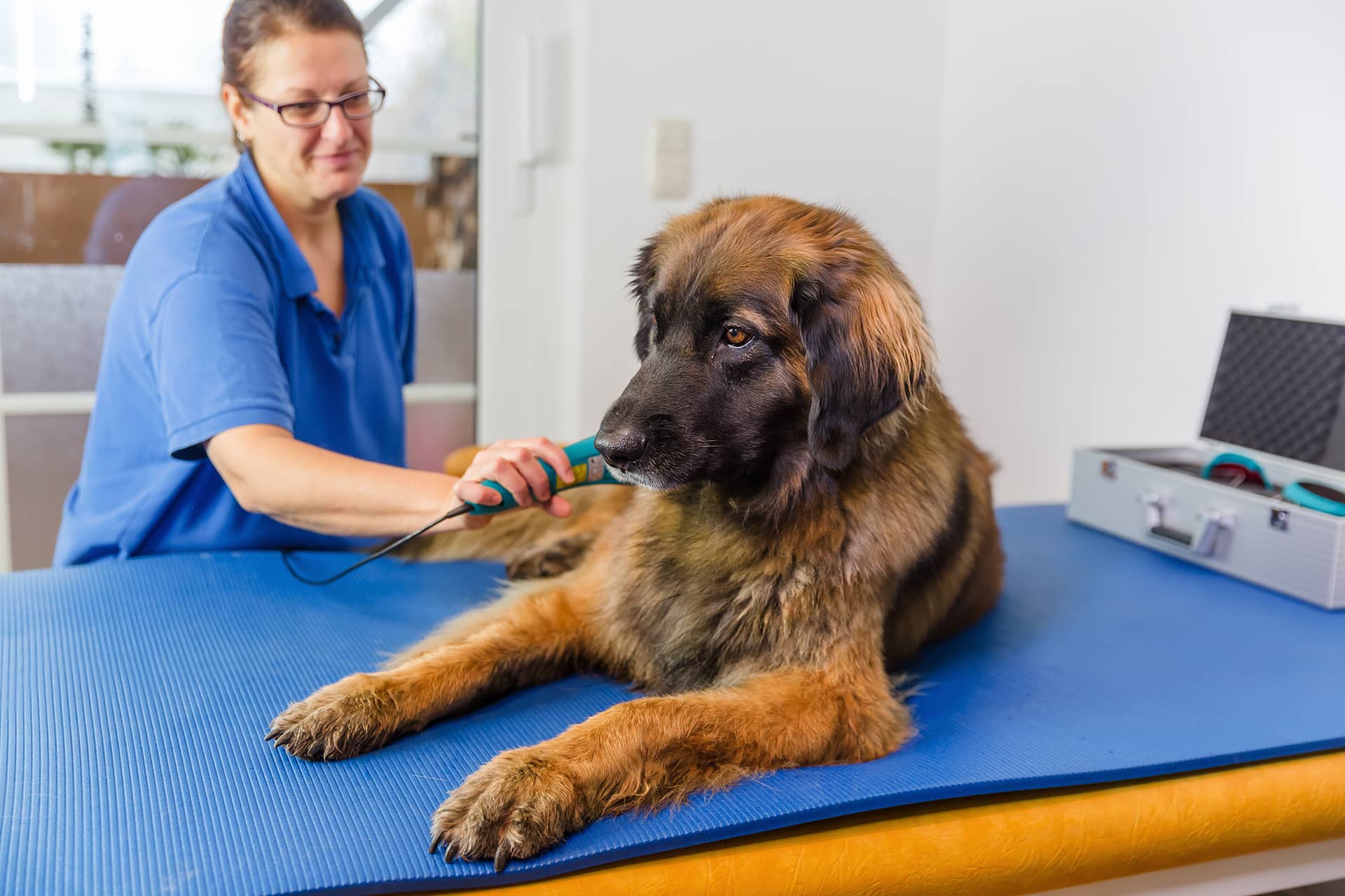 laser therapy - Bluegrass Veterinary Hospital