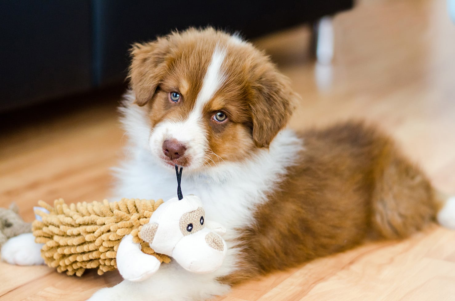 puppy care at Bluegrass Veterinary Hospital