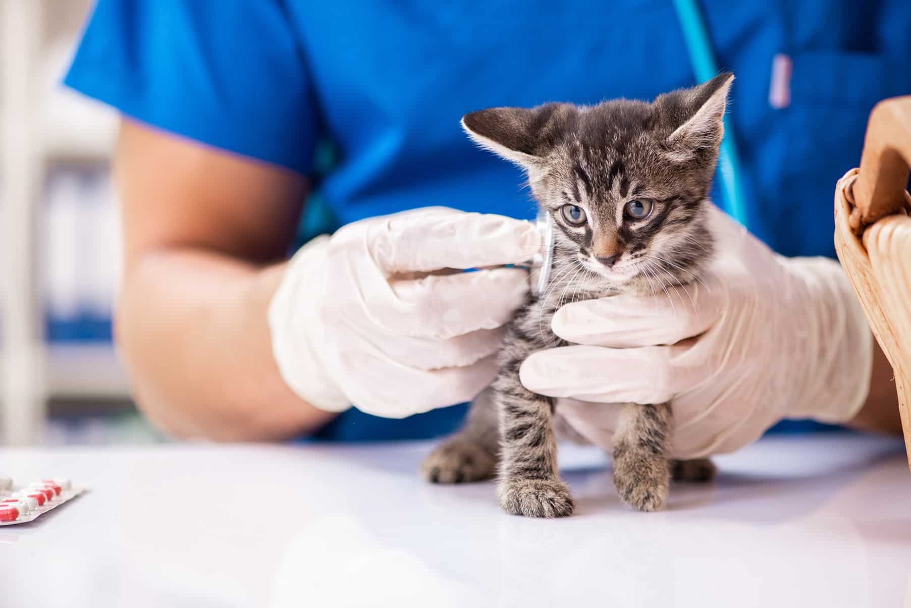 kitten care at Bluegrass Veterinary Hospital