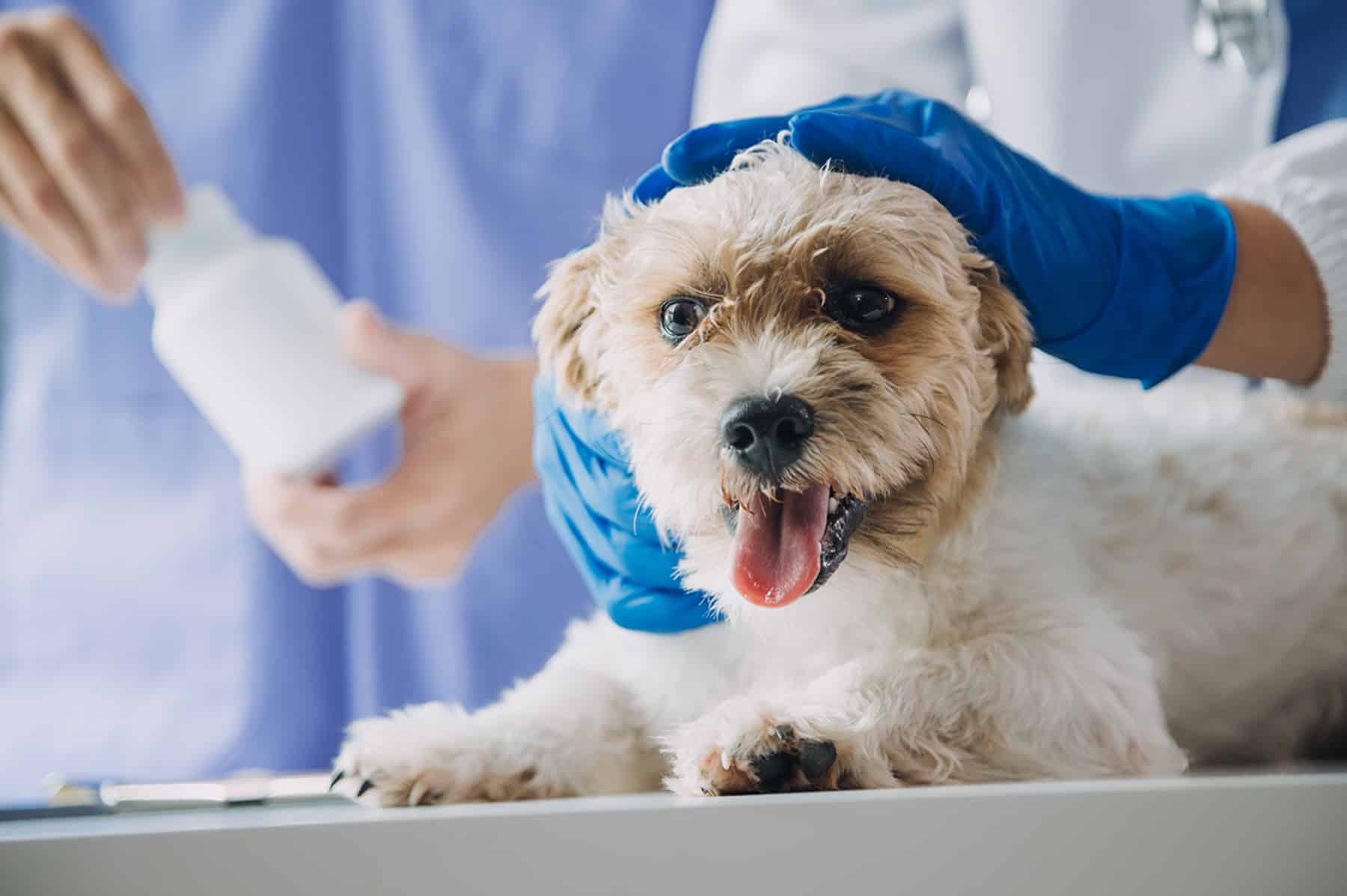 Dog preparing for soft tissue surgery in Gallatin, TN