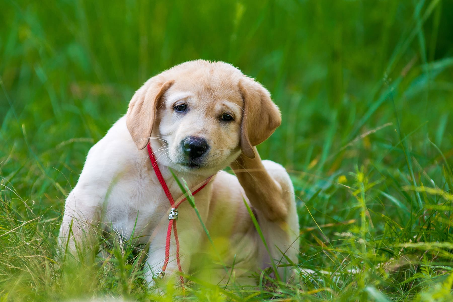 Dog showing symptoms of skin allergies in Gallatin, TN