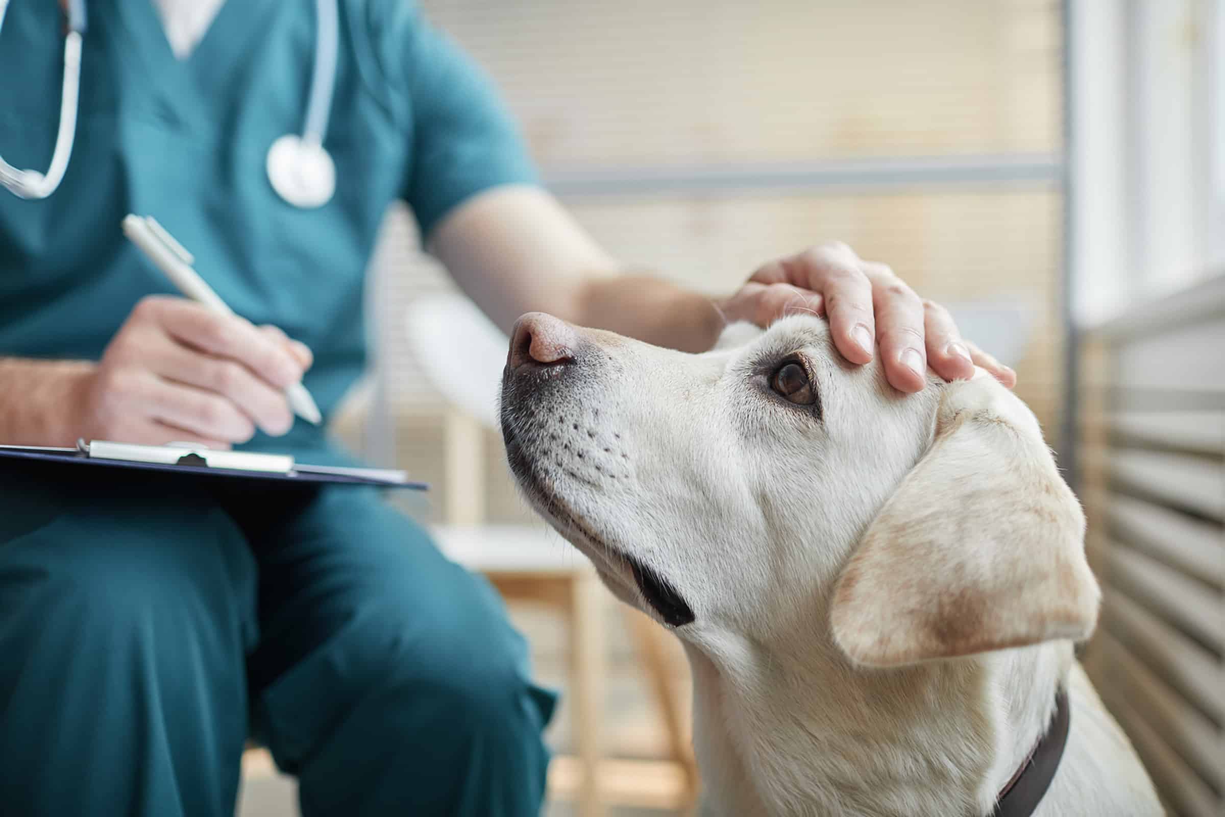 Dog getting checked out for skin allergies in Gallatin, TN