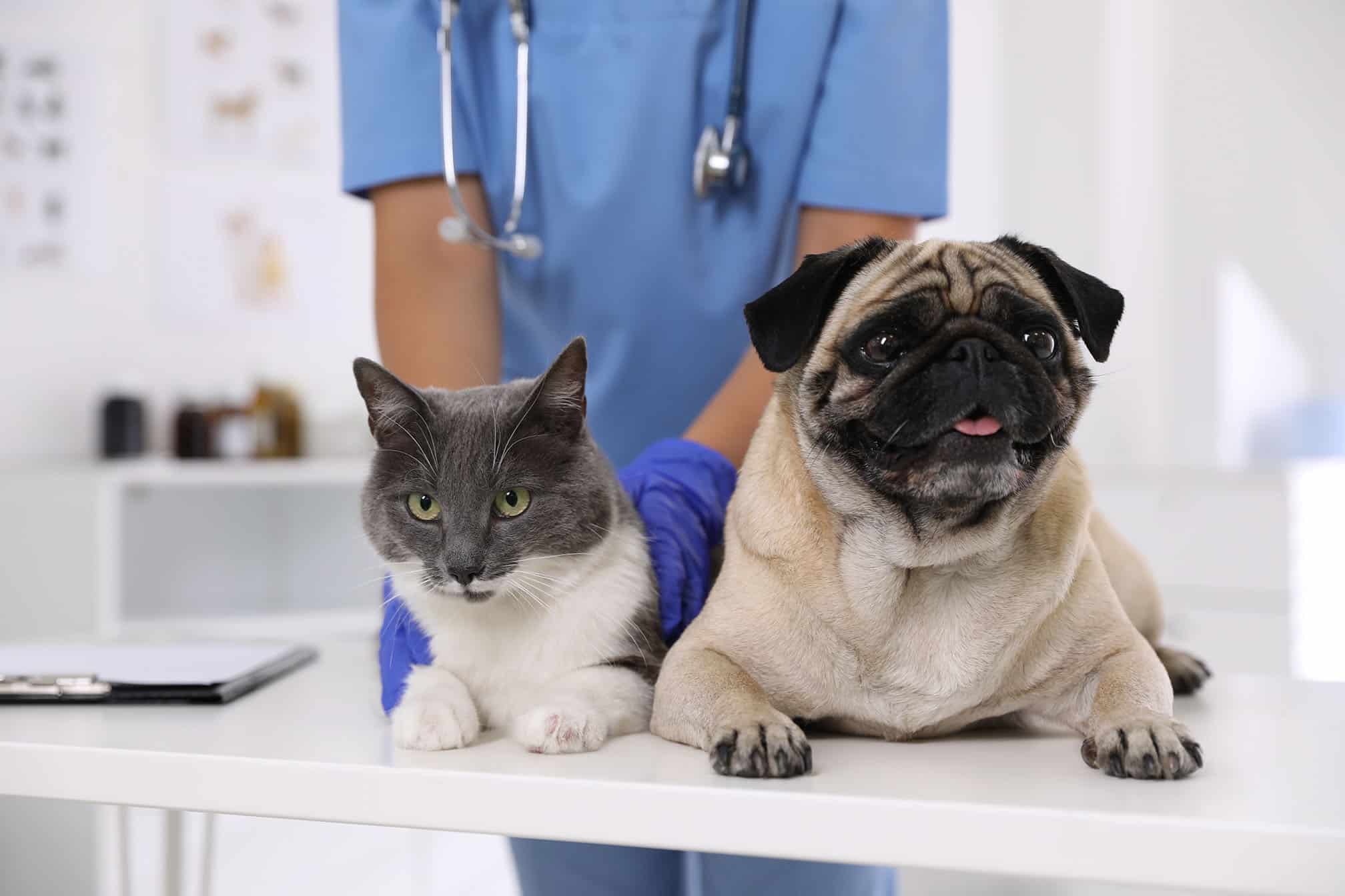Dog and cat getting a fertility exam in Gallatin, TN