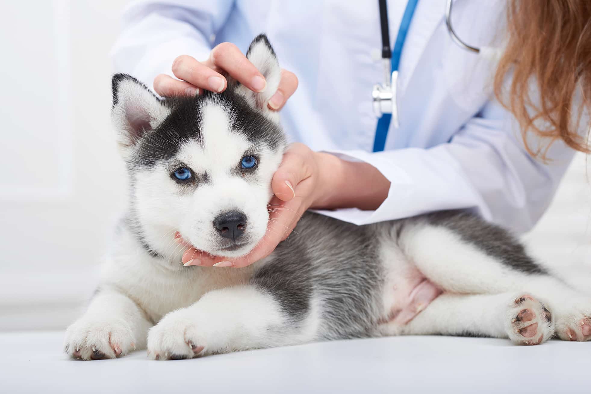 dog getting pet bloodwork at bluegrass veterinary hospital in gallatin tn