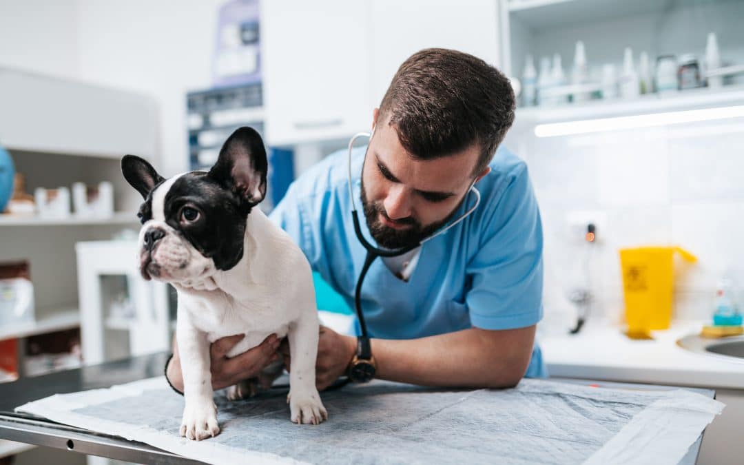 The Importance of Preventive Wellness Care for Pets