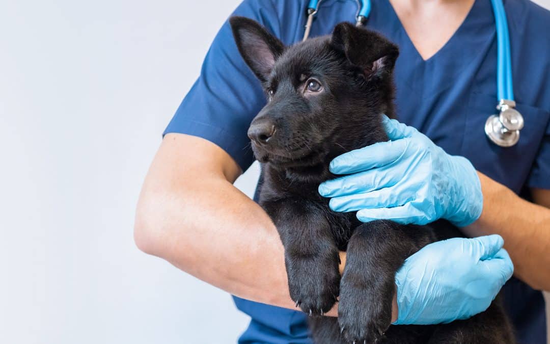 What You Need To Know About Pet Vaccinations