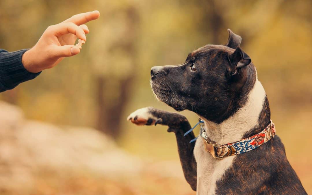 Behavioral and Training Advice for Pet Owners