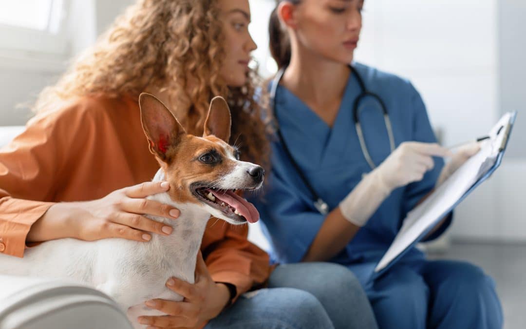 How Often Should Your Pet Visit the Vet?