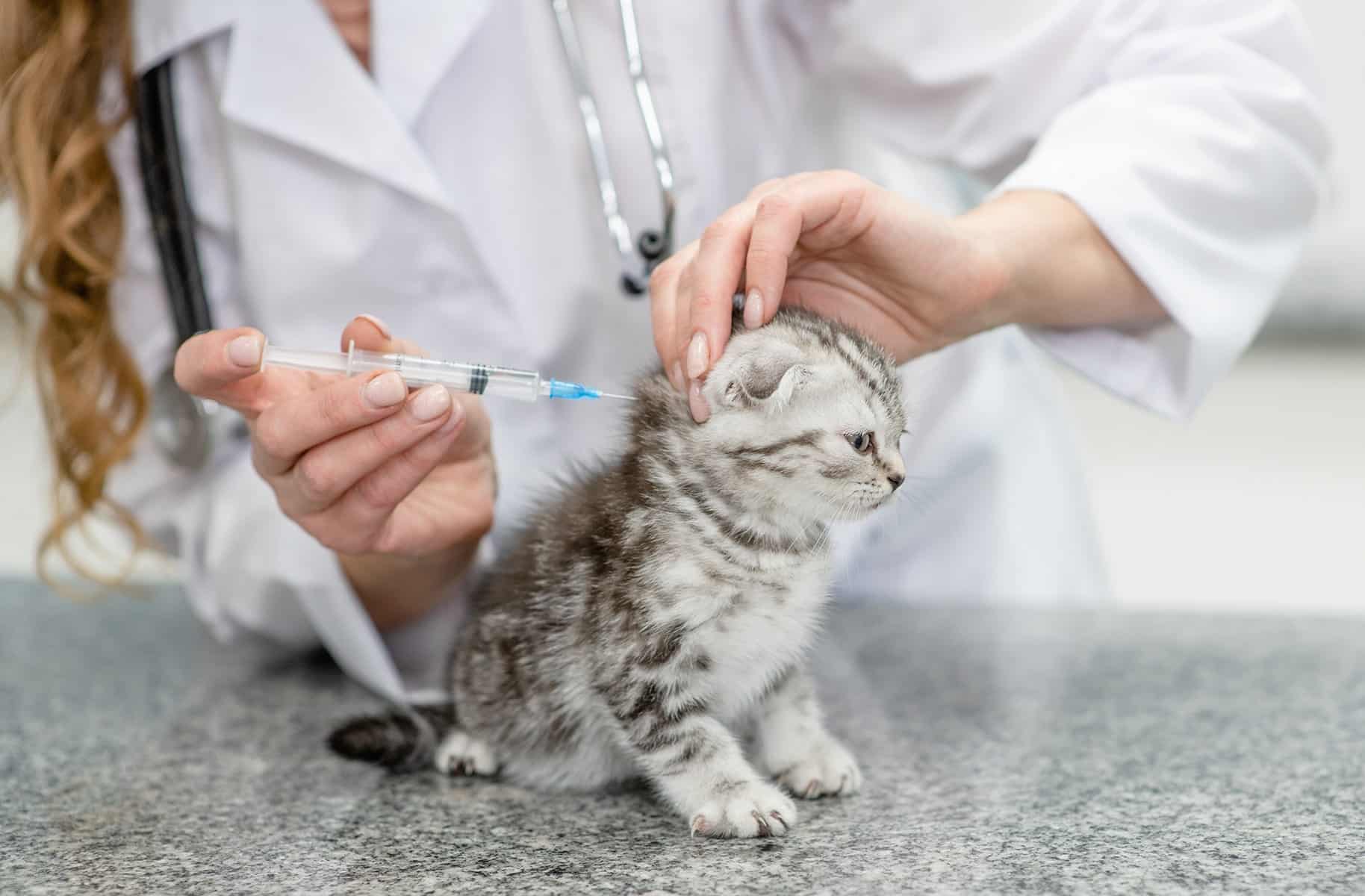 Cat rabies vaccine in Gallatin, TN