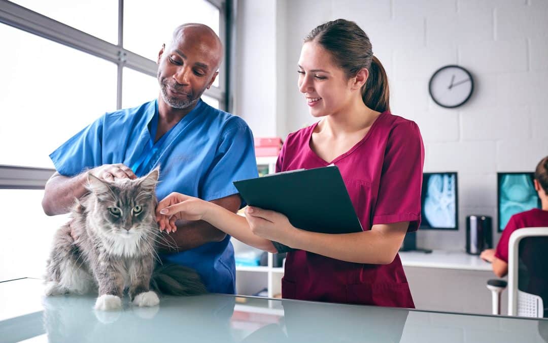 The Importance of Veterinary Technicians in Pet Care