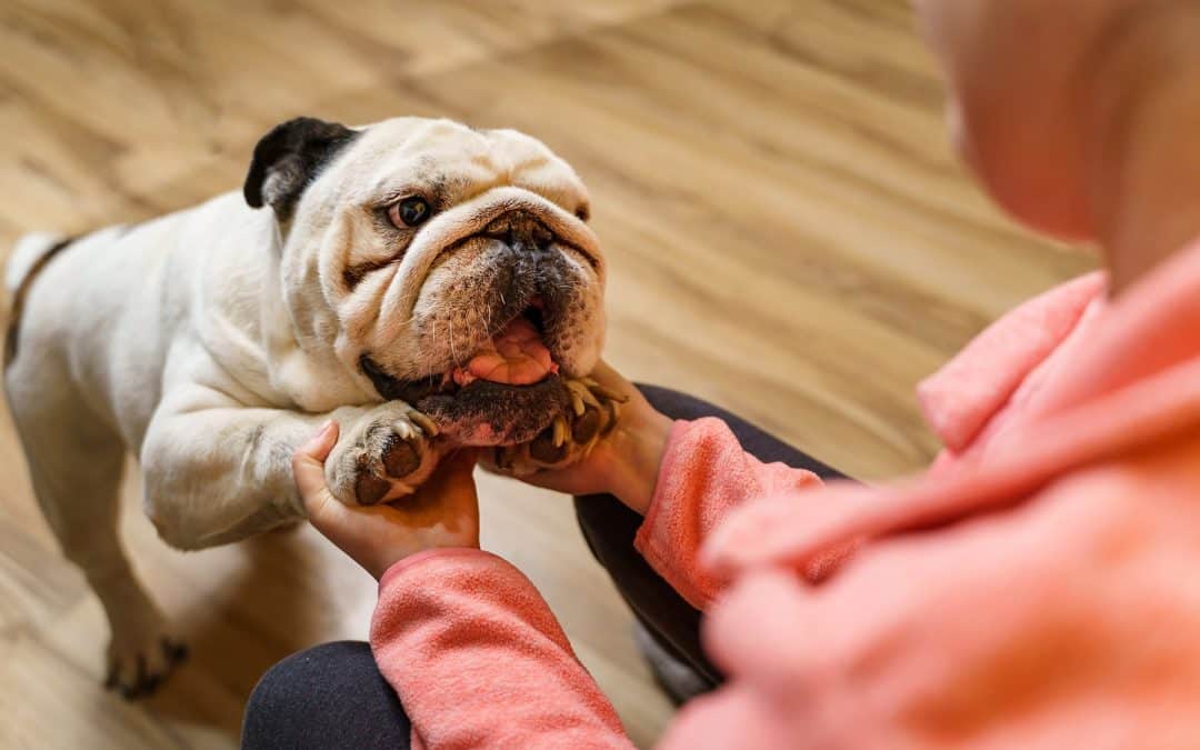 Veterinary Care for Senior Pets: Managing Their Golden Years