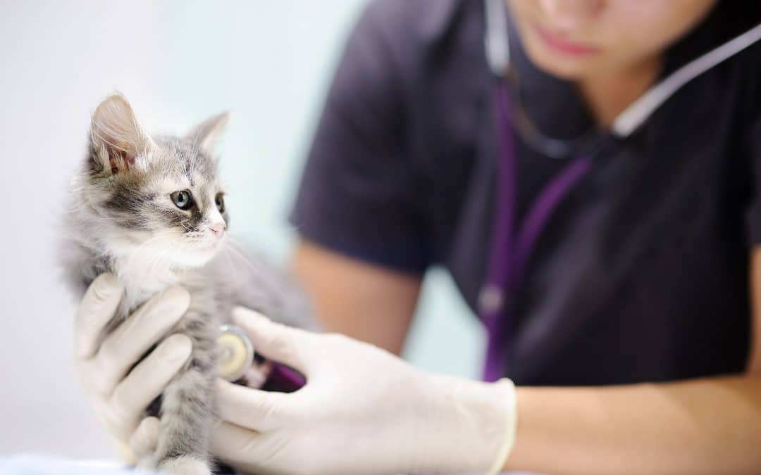 What Are Veterinary Services That Every Pet Needs?