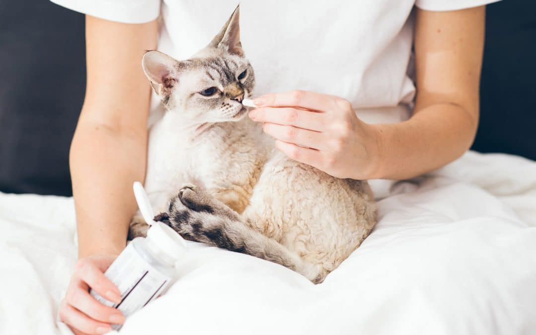 What Are the Signs of Heartworm Disease and How Can Vets Help?