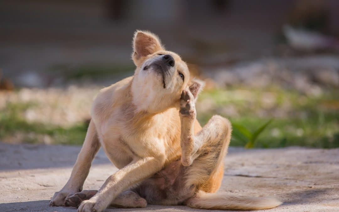 Common Skin Allergies in Dogs: Symptoms and Treatments