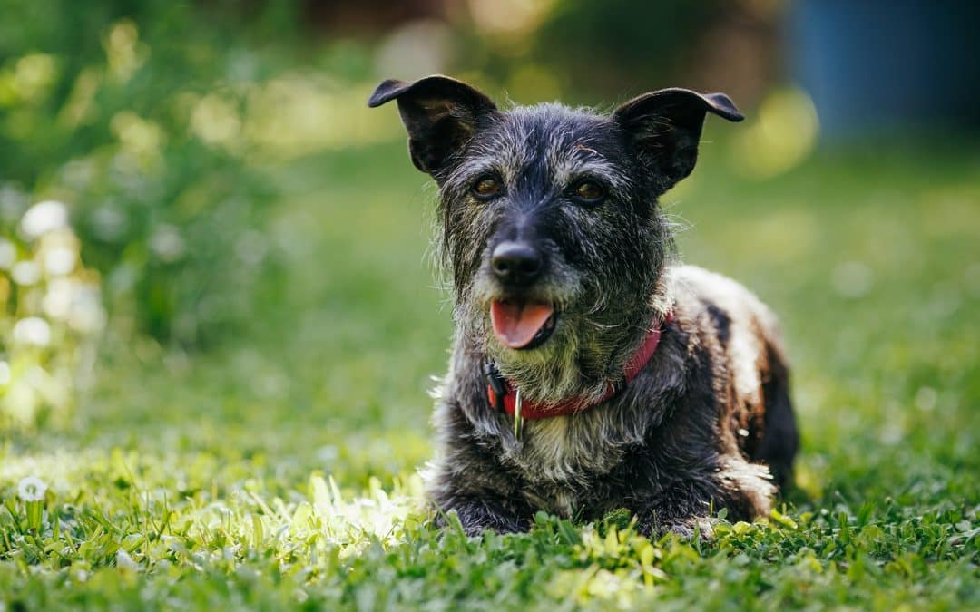 Pet's dentist in Gallatin, TN