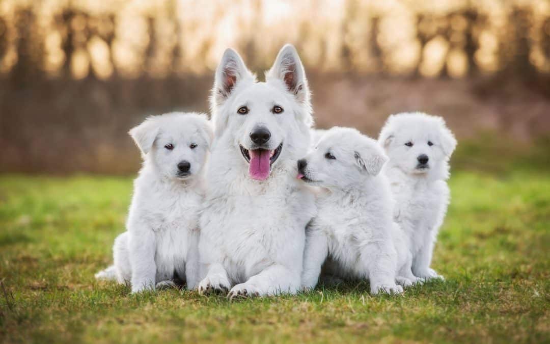 Common Reproductive Health Issues in Pets and How to Address Them
