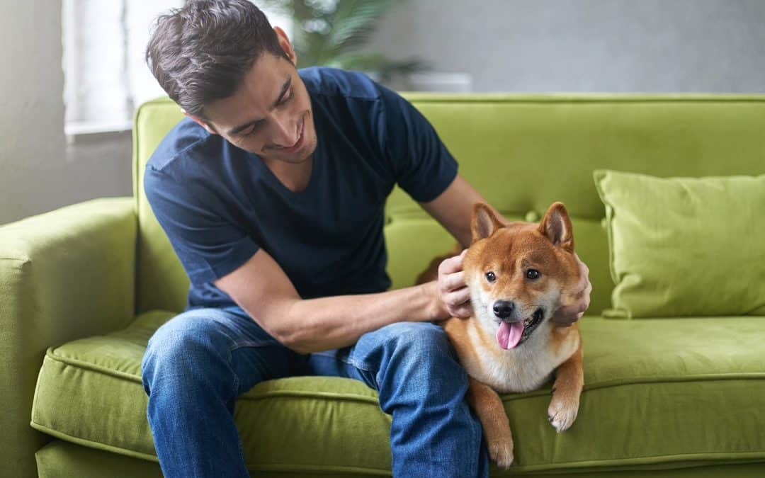 Pet dentist in Gallatin, TN