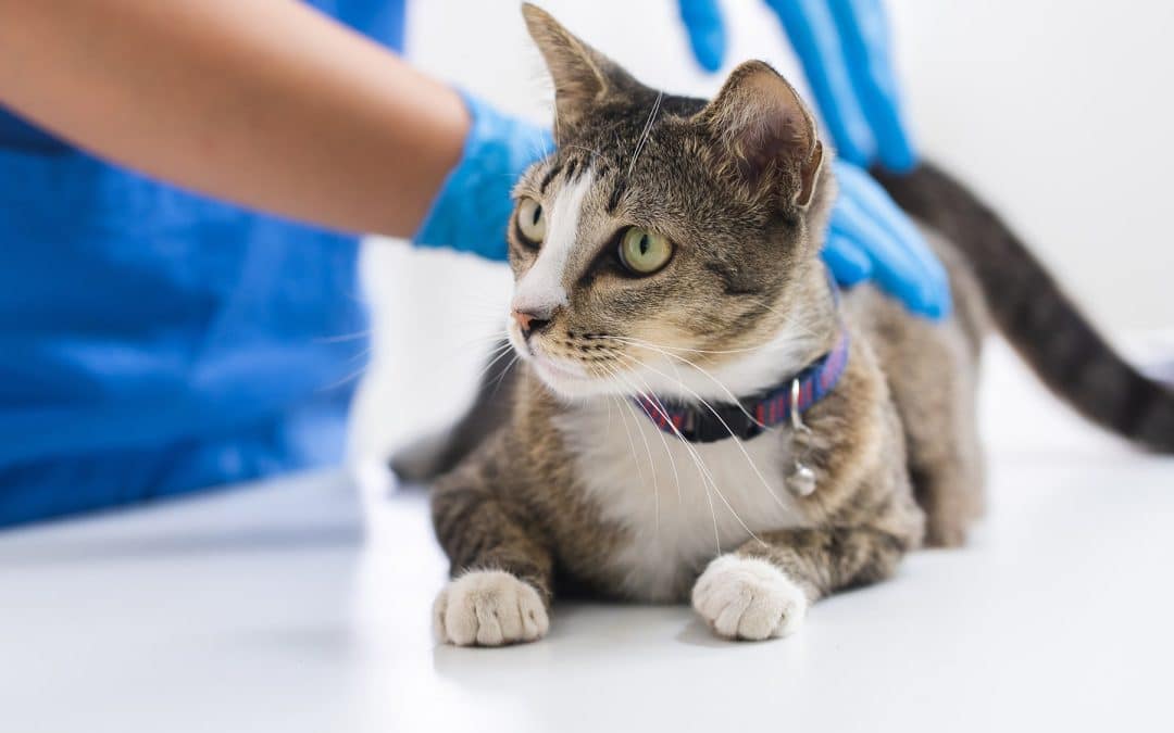 What Are the Common Signs of Fertility Issues in Pets?
