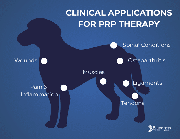 Dog PRP vet in Gallatin, TN