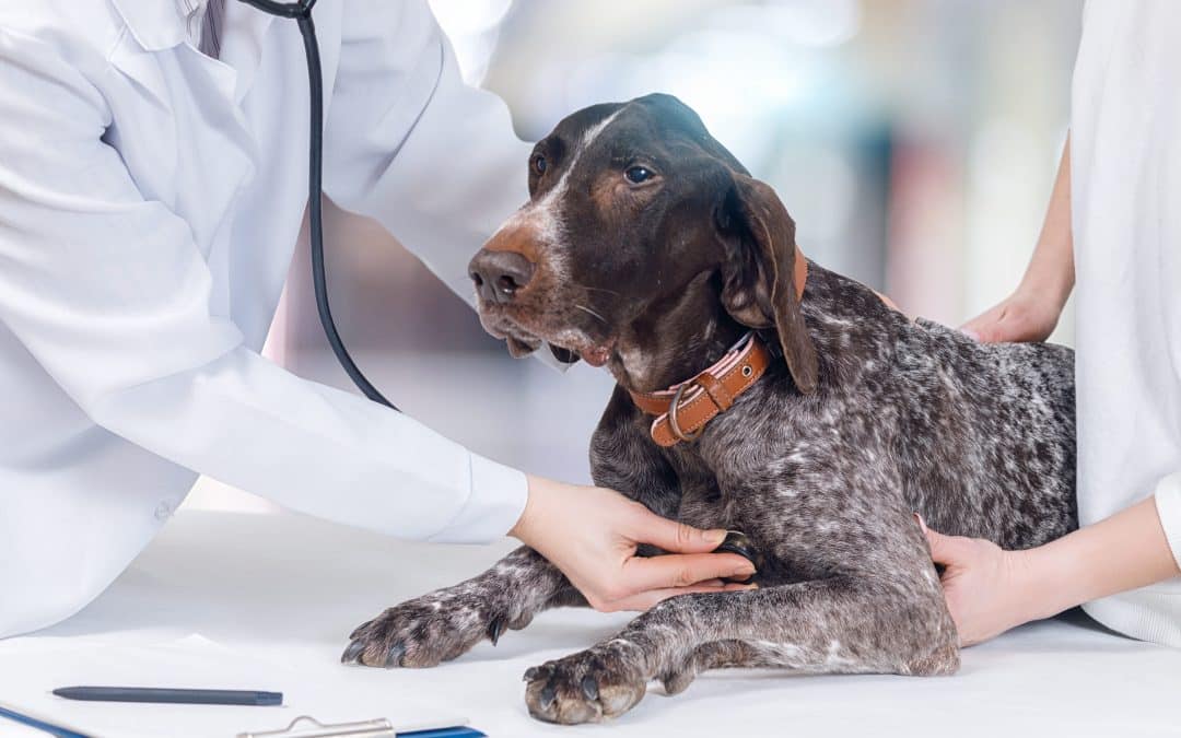 What Is the Importance of Veterinary Diagnostics?