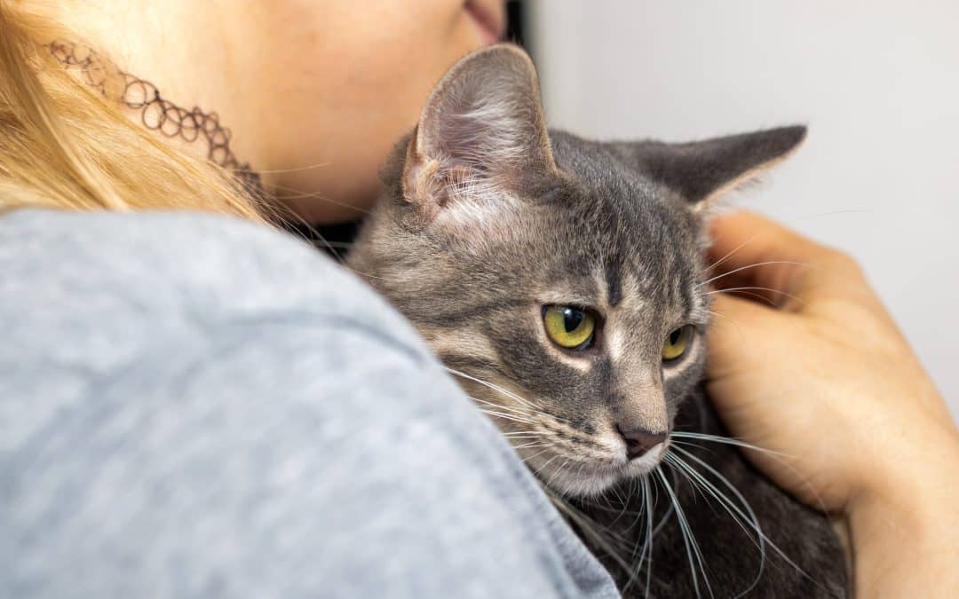 Cat anxiety vet in Gallatin, TN